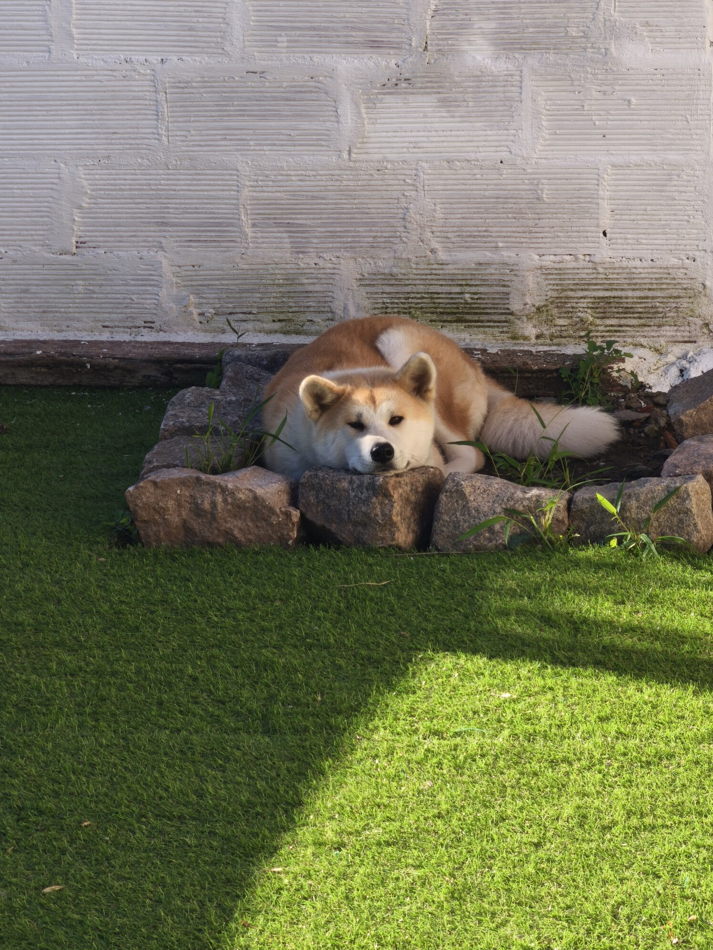Lili disfrutando la tierra